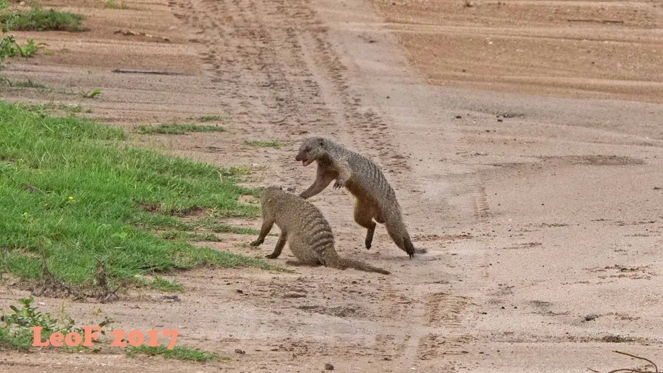 1506_MongooseBanded_Zebramanguste_A72_8342_f.jpg