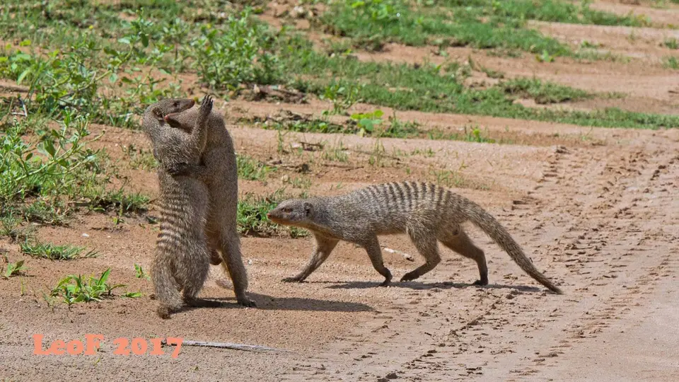 1507_MongooseBanded_Zebramanguste_A72_8364_f.jpg