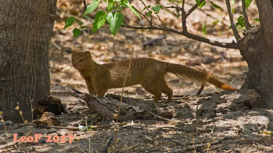 1508_MongooseSlender_Schlankmanguste_710_5223_f.jpg