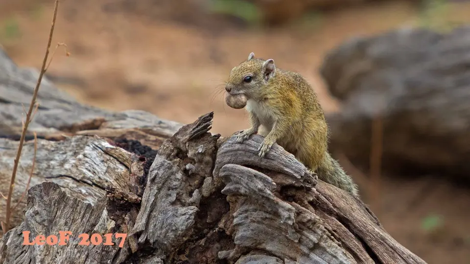1511_SquirrelTree_Baumhoernchen_A72_5830_f.jpg