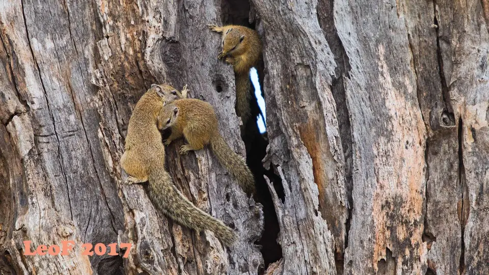 1512_SquirrelTree_Baumhoernchen_A72_5845_f.jpg