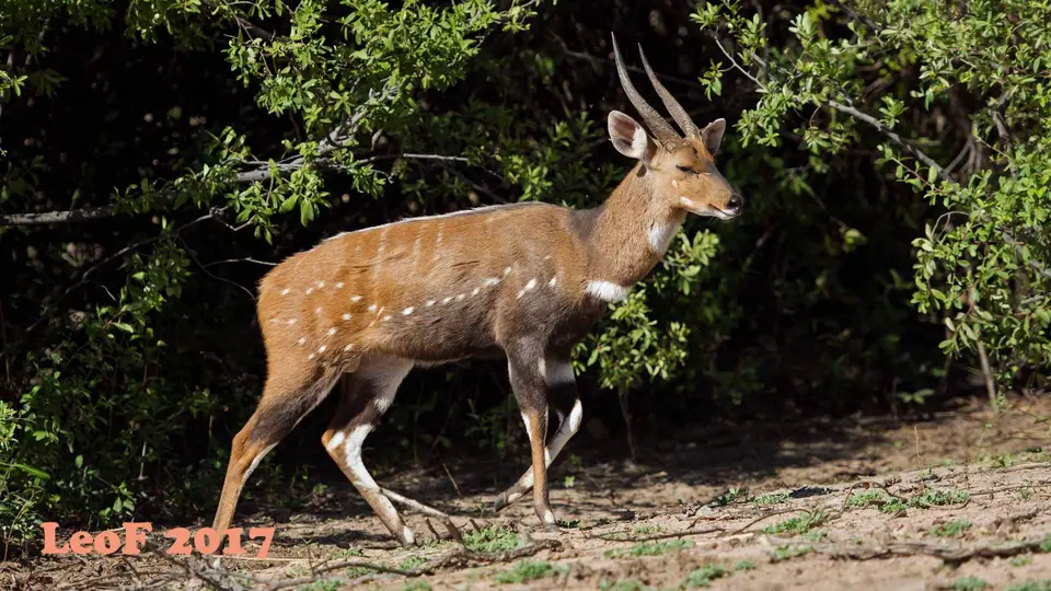 1601_Bushbuck_Buschbock_A72_0019_f.jpg