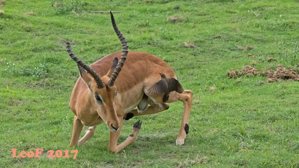 1604_Impala_Schwarzfersenantilope_A72_8177_f.jpg