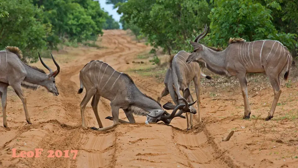 1605_Kudu_710_4928_f.jpg