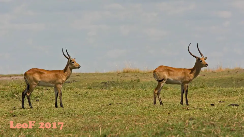1608_RedLechwe_Moorantilope_710_4795_f.jpg
