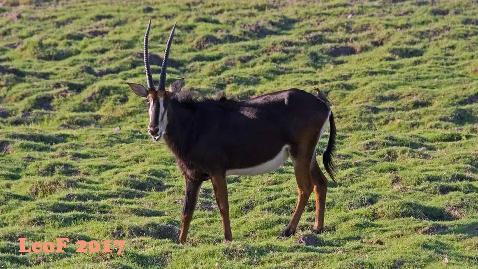 1610_Sable_Rappenantilope_710_5723_f.jpg
