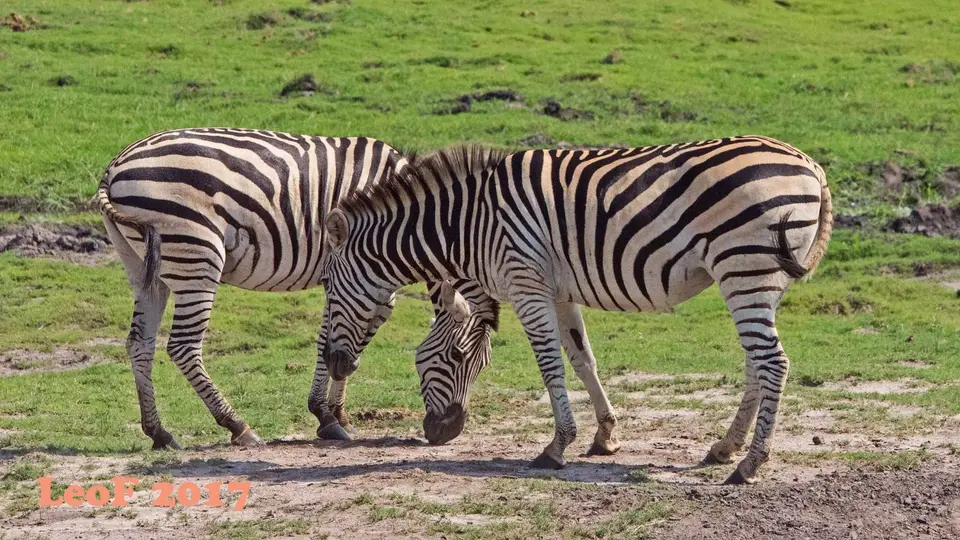 1612_Zebra_A72_8110_f.jpg