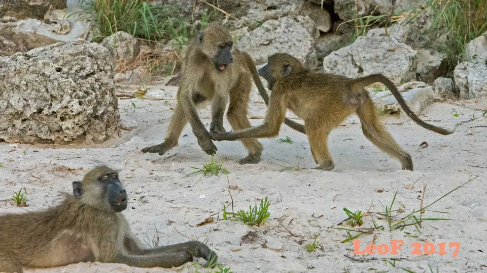 1701__Baboon_Pavian_A72_6679_f.jpg