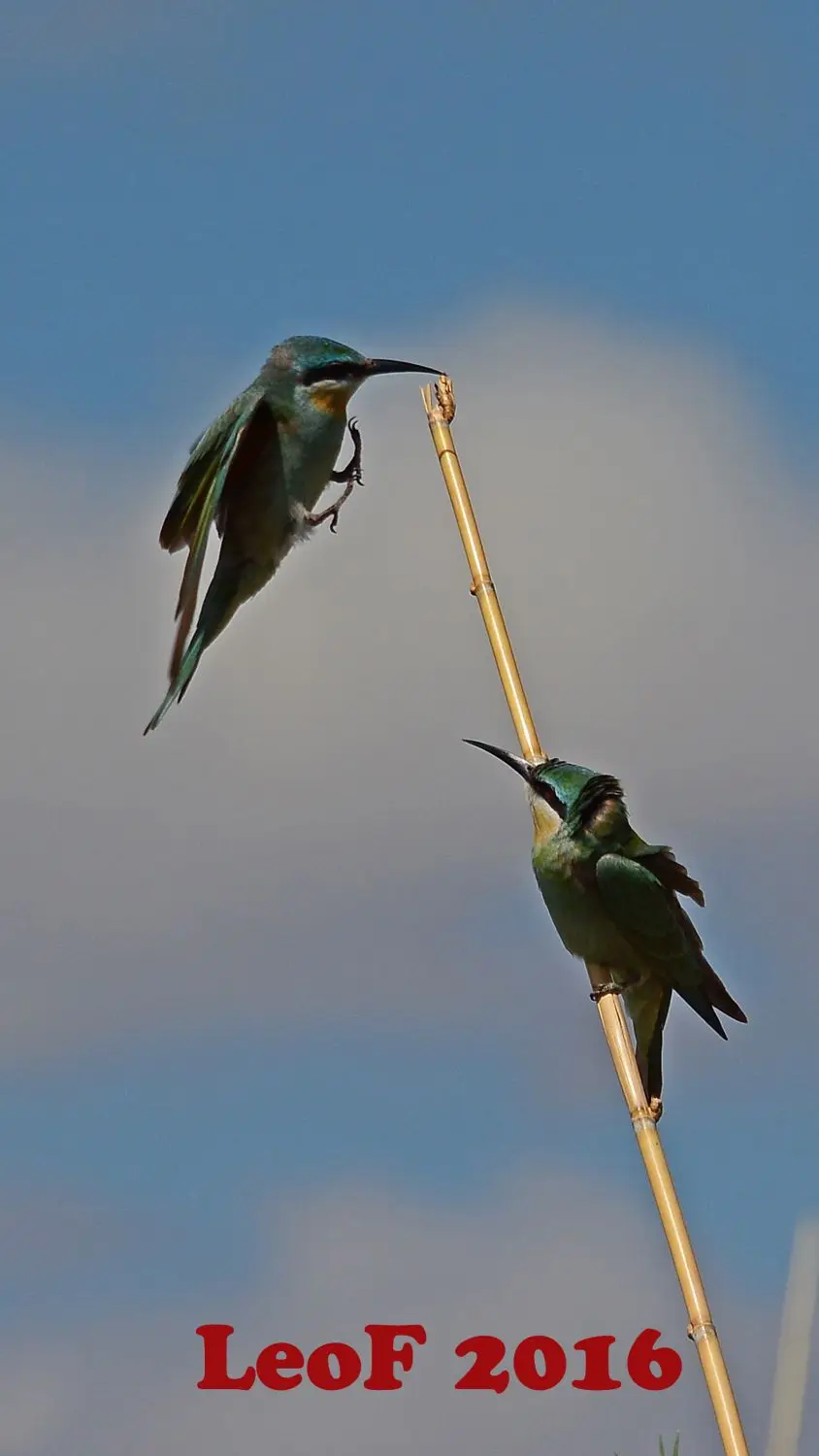 1702_BE_BlueCheeked_Blauwangenspint_SA1611_713_1677_f.JPG