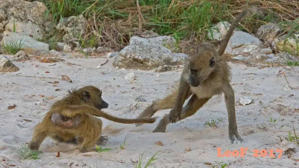 1702_Baboon_Pavian_A72_6701_f.jpg