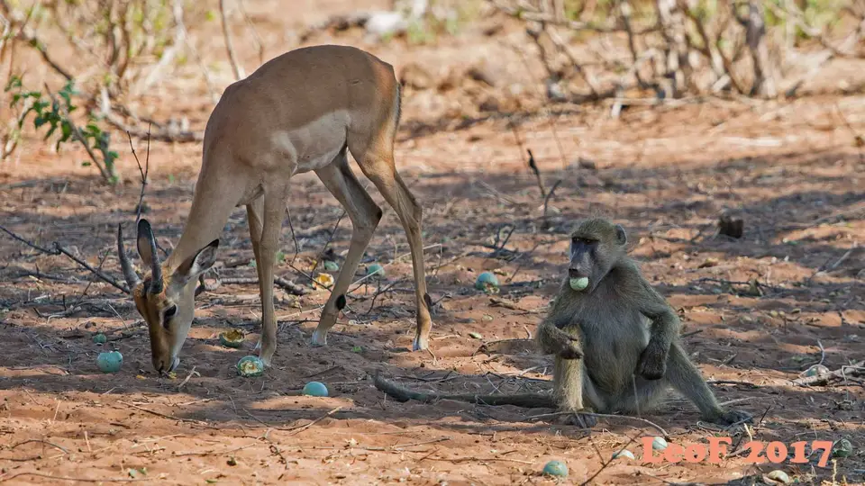 1705_Baboon_Pavian_A72_7795_f.jpg