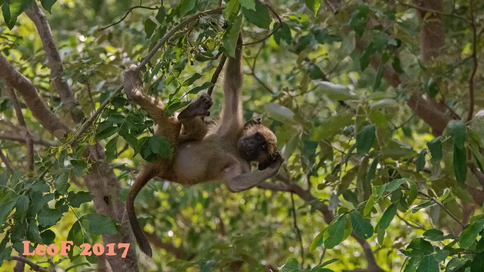 1707_Baboon_Pavian_A72_8147_f.jpg