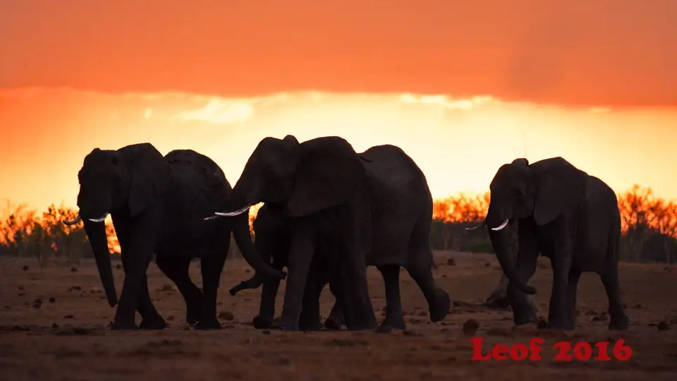 2406_Elephant_Elefant_712_8832_16.JPG