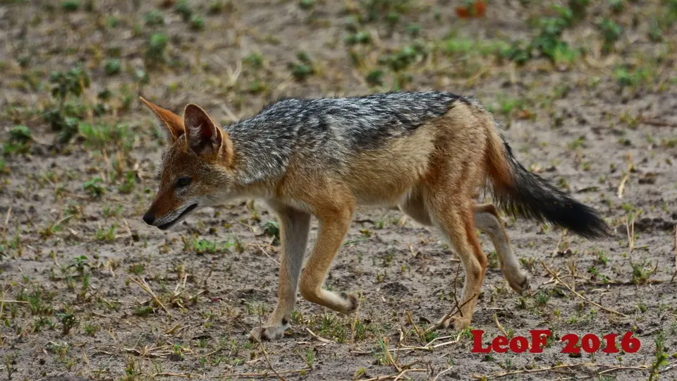 802_Jackal_SA1611_713_1226_f.JPG