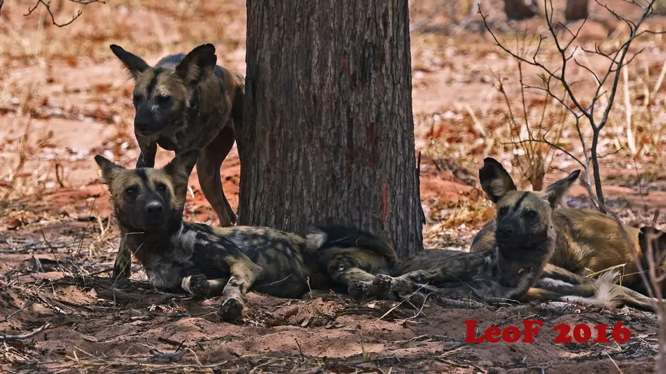 805_Wilddog_SA1611_612_2025_f.JPG