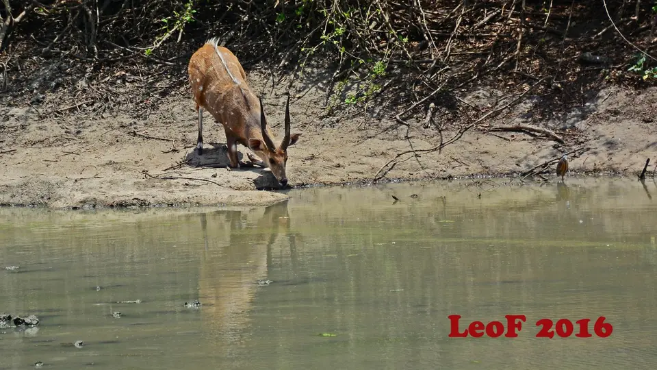 901_Bushbuck_Buschbock_SA1611_712_9574_f.JPG
