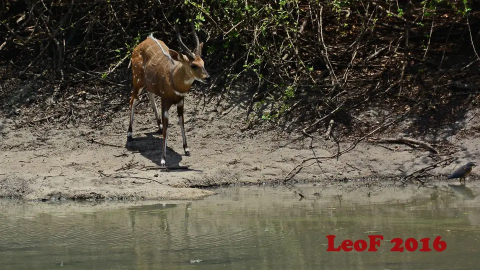 902_Bushbuck_Buschbock_SA1611_712_9577_f.jpg