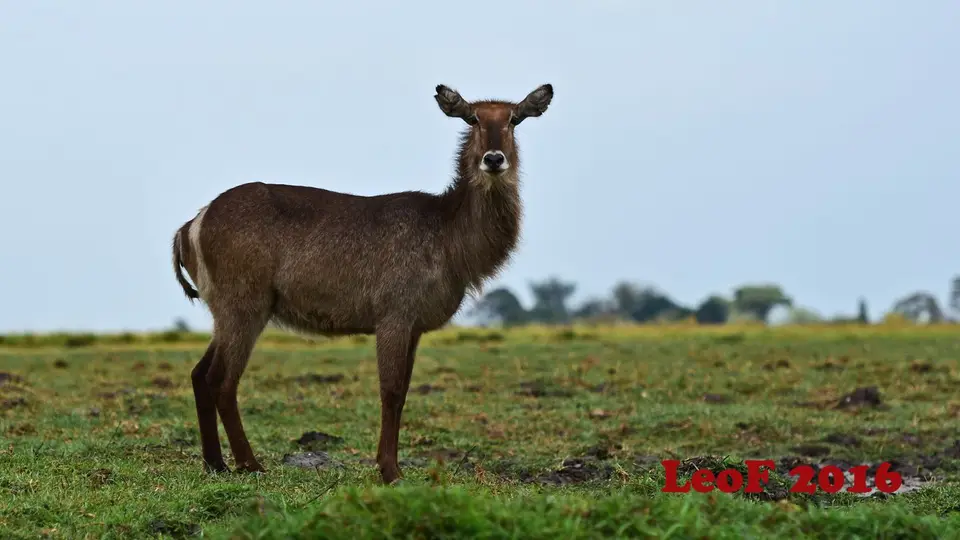 904_Waterbuck_Wasserbock_SA1611_612_0292_f.JPG