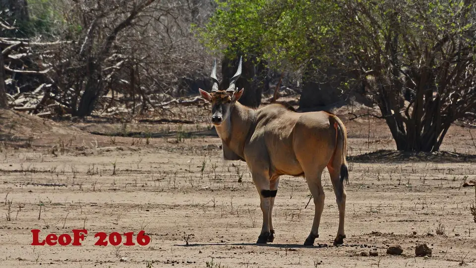 906_Eland_SA1611_712_9485_f.JPG