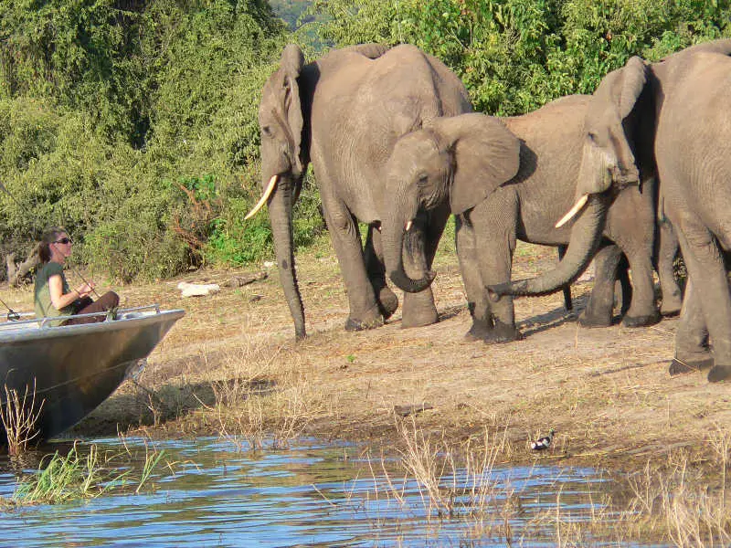 Chobe1.jpg
