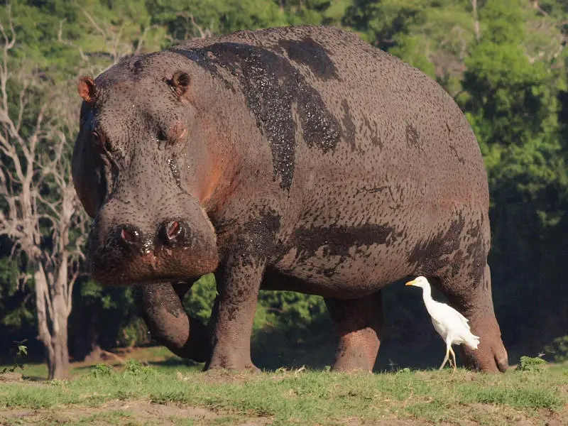 Hippo.jpg