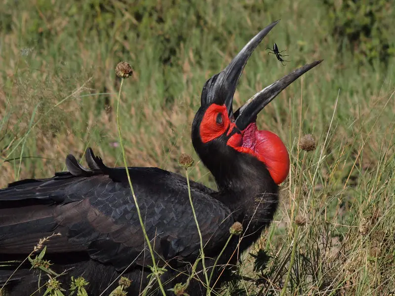 Hornbill.jpg