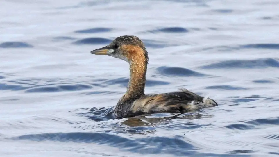 LittleGrebe_Zwergtaucher_DSCN0654_kl.jpg