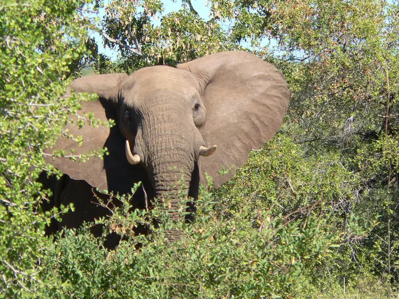 Olifants_2.jpg