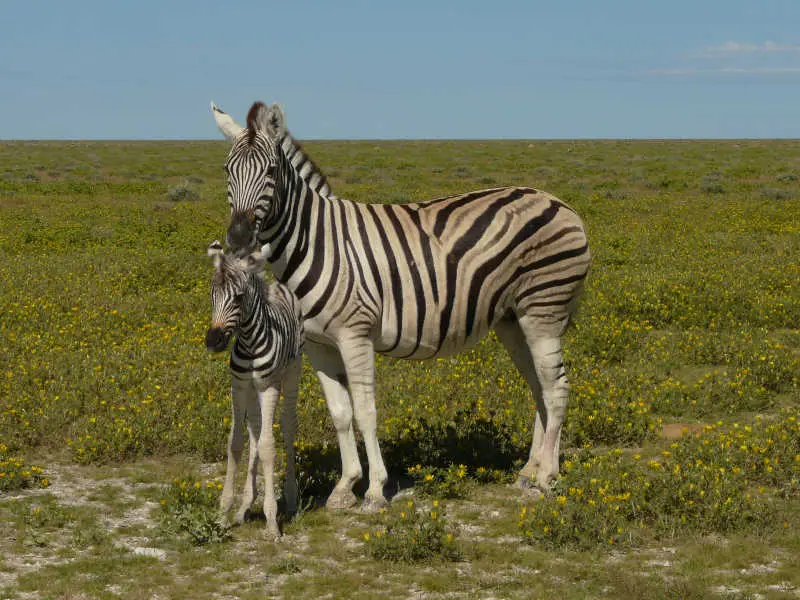 SA_09_10833_112.jpg
