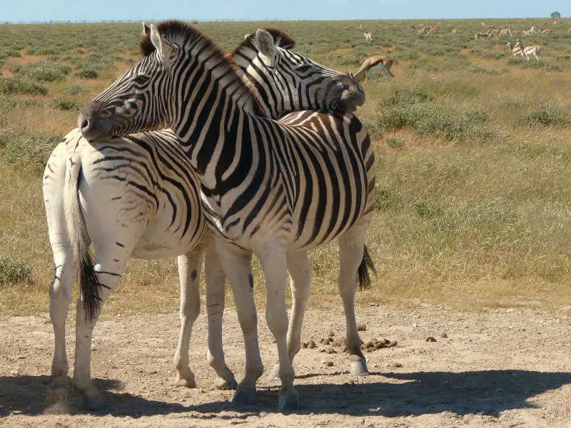 SA_09_10833_136.jpg