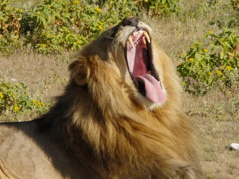 SA_09_10910_55.jpg