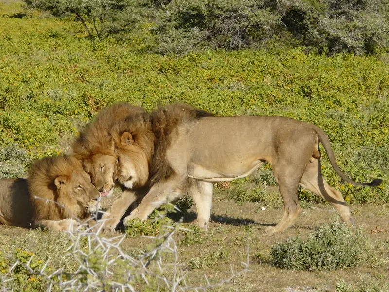 SA_09_10910_64.jpg