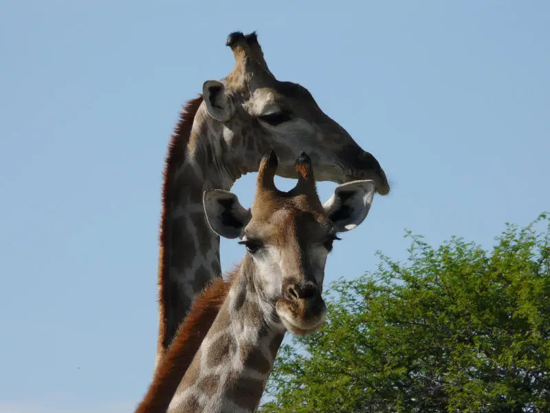 SA_09_10910_80.jpg