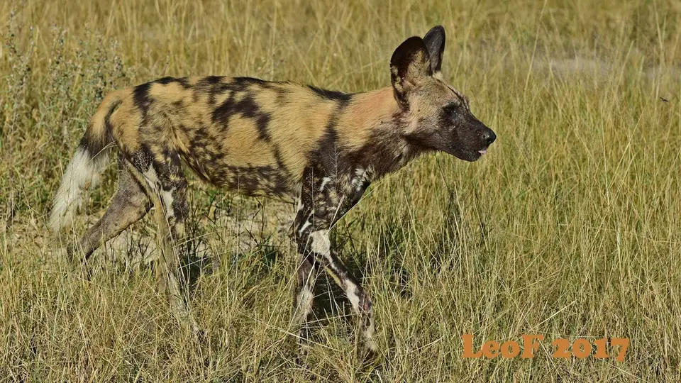 _SA1704_20900_fo.JPG