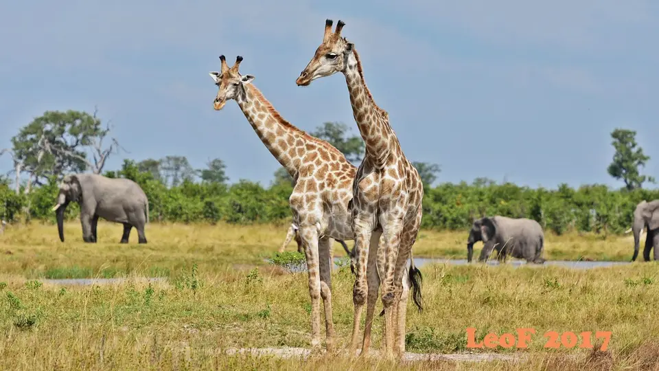 _SA1704_25120_720_5057.JPG