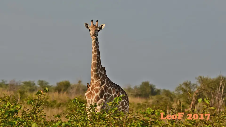 _SA1704_25920_fo.JPG