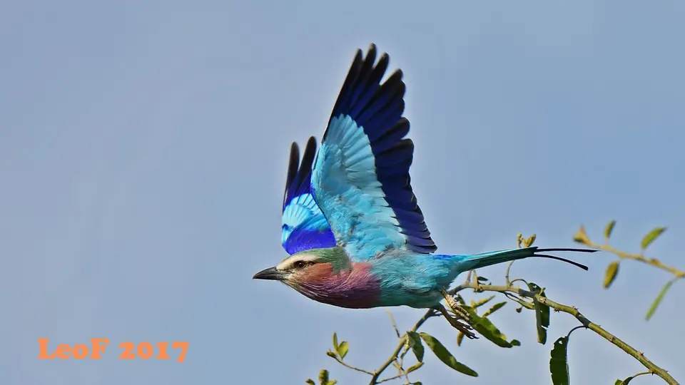 _SA1704_26180_fo.JPG