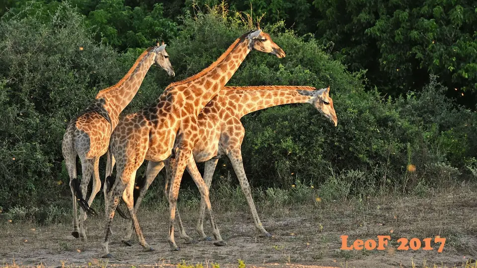 _SA1704_34110_720_5773.JPG