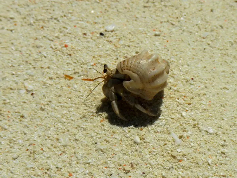 DSCN4758.jpg