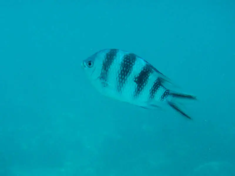 DSCN4800.jpg