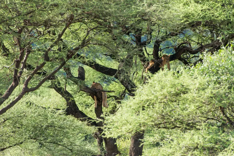 LakeManyara_Lwen12.jpg