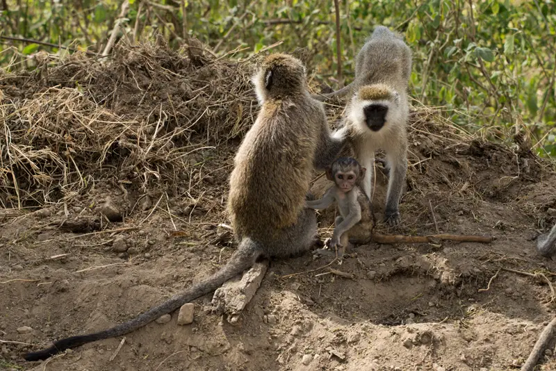 LakeNakuru_Affe1.jpg