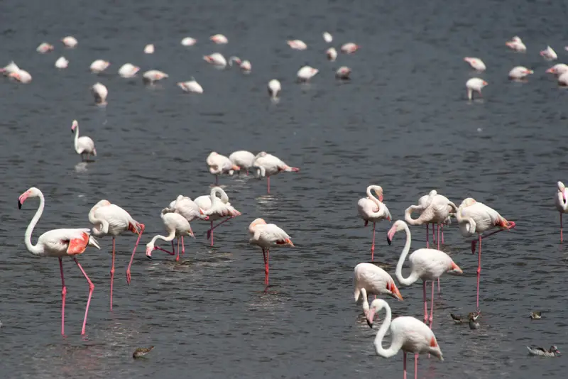 LakeNakuru_Flamingo6.jpg