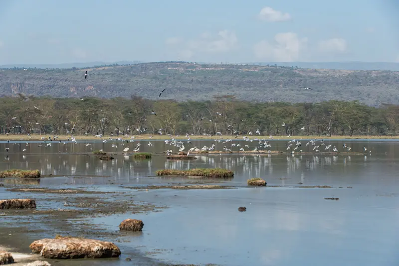 LakeNakuru_Landschaft1.jpg
