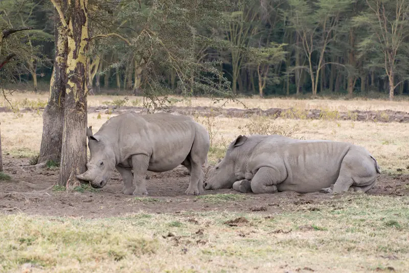 LakeNakuru_Nashorn4.jpg