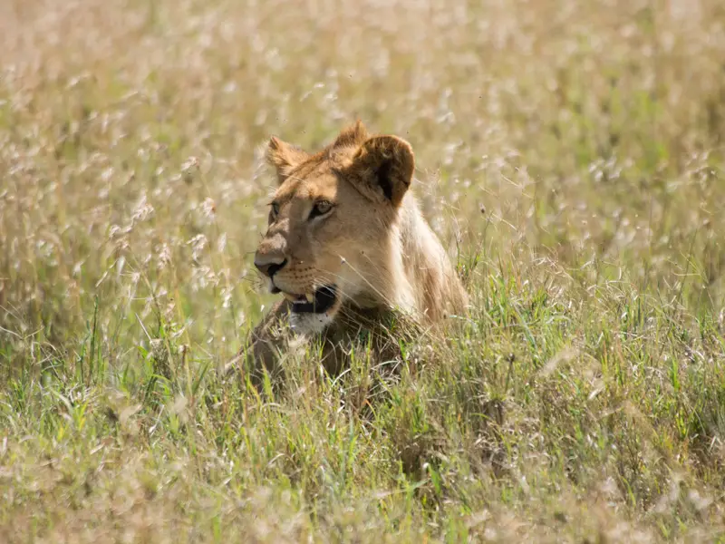 Lwen1_Serengeti.jpg