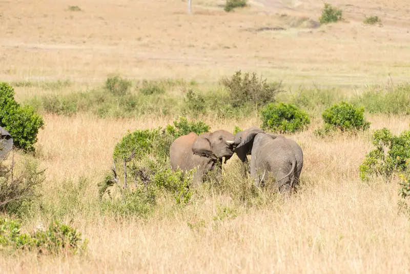 MasaiMara_Elefanten3.jpg