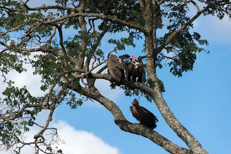 MasaiMara_Geier1.jpg