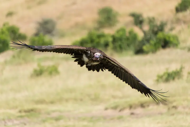 MasaiMara_Geier3.jpg