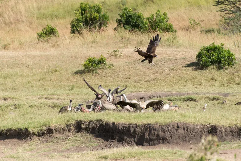 MasaiMara_Geier4.jpg